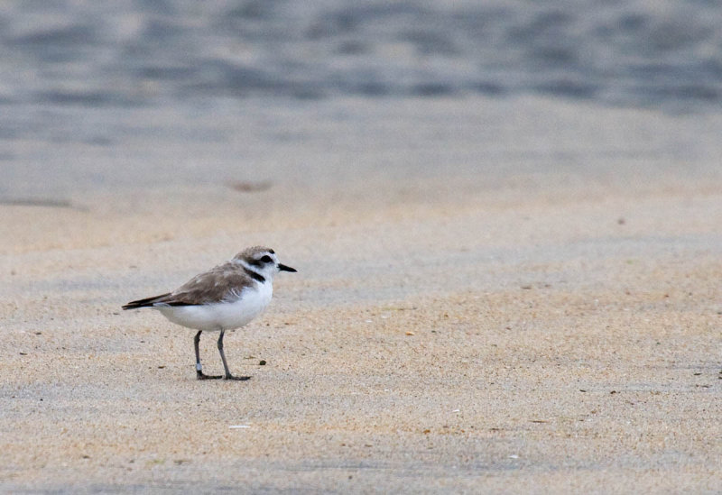 Snowy Plover