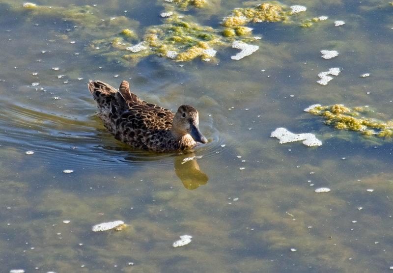 Blue-winged Teal