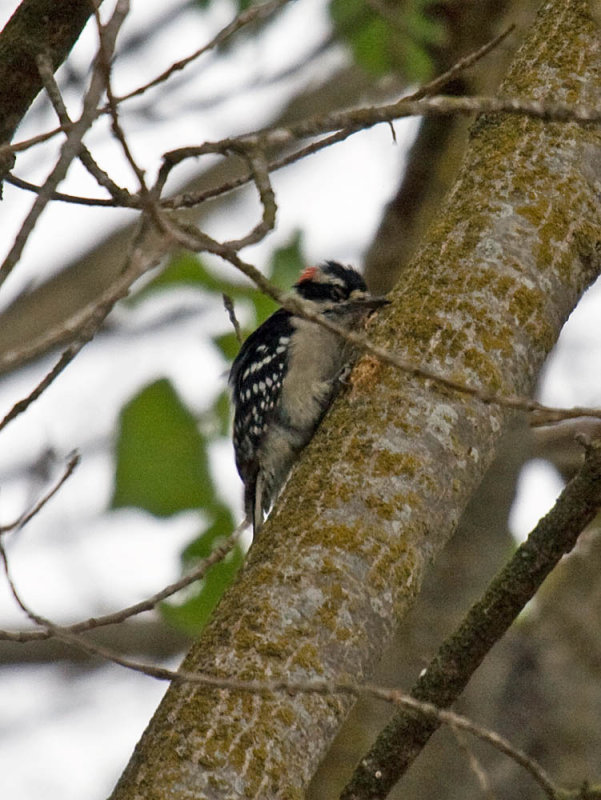 Downy Woodpecker