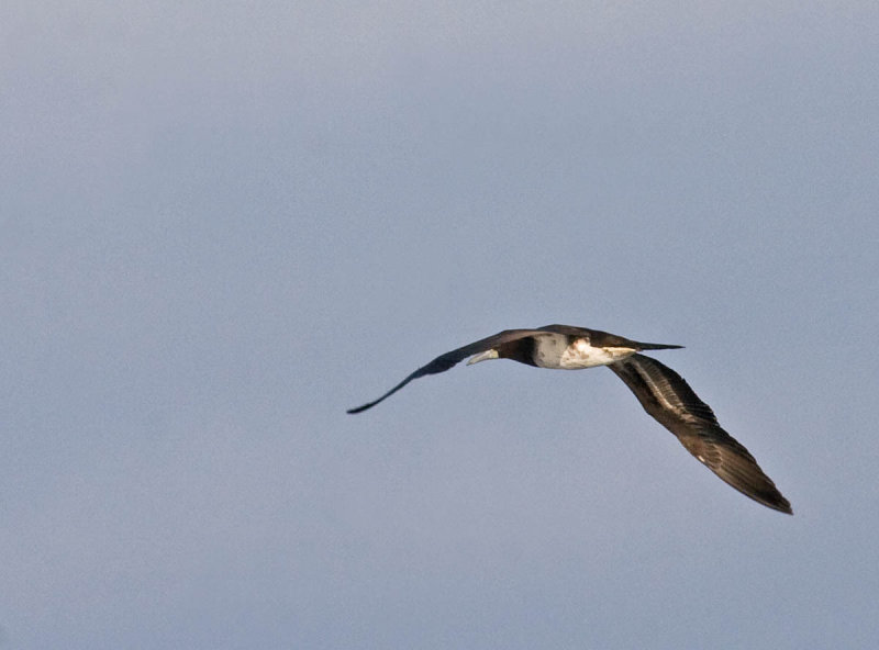 Brown Booby