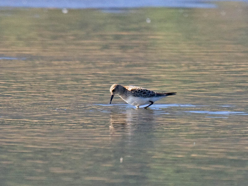 Bairds Sandpiper