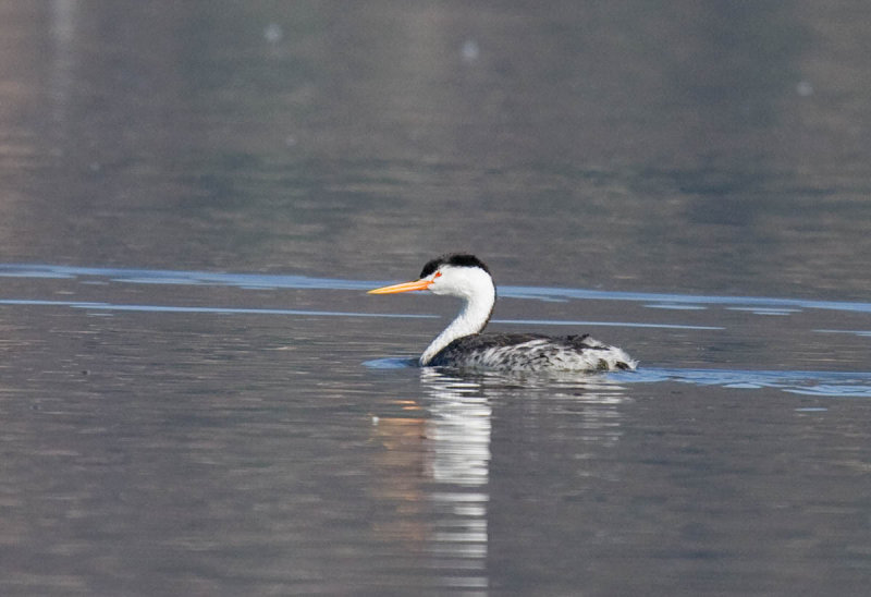 Clarks Grebe