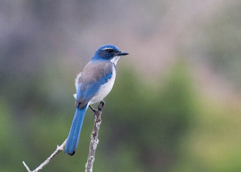 California Scrub-Jay