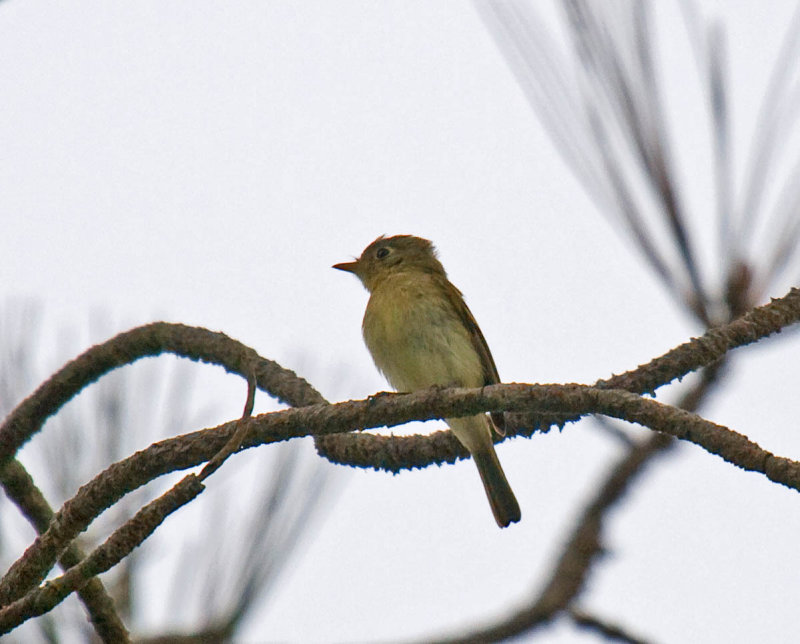 Pacific-slope Flycatcher