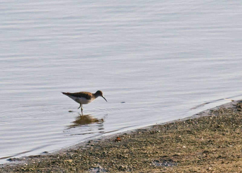 Solitary Sandpiper