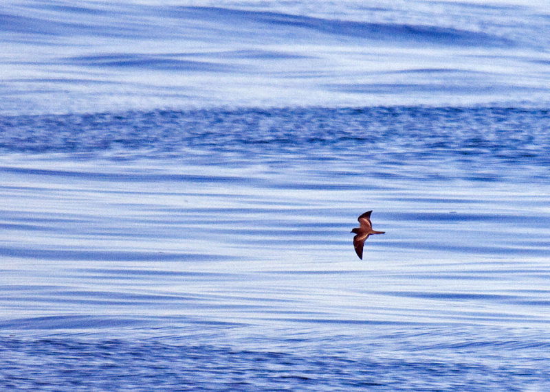 Black Storm-Petrel