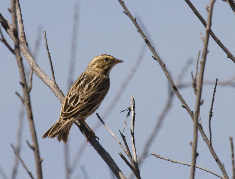 Savannah Sparrow