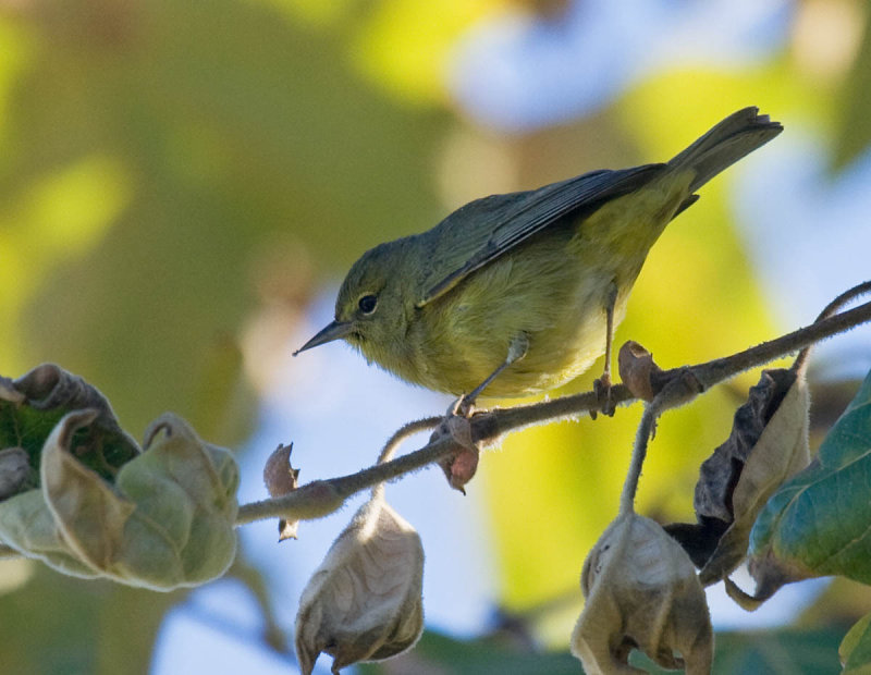 Orange-crowned Warbler