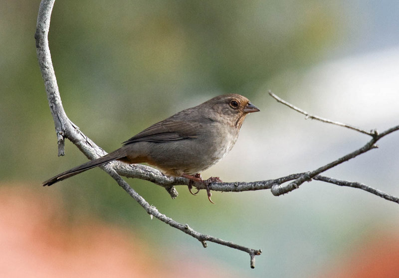 California Towhee