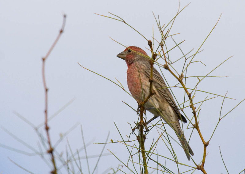 House Finch