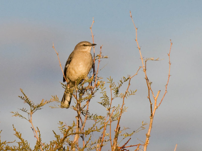 Northern Mockingbird