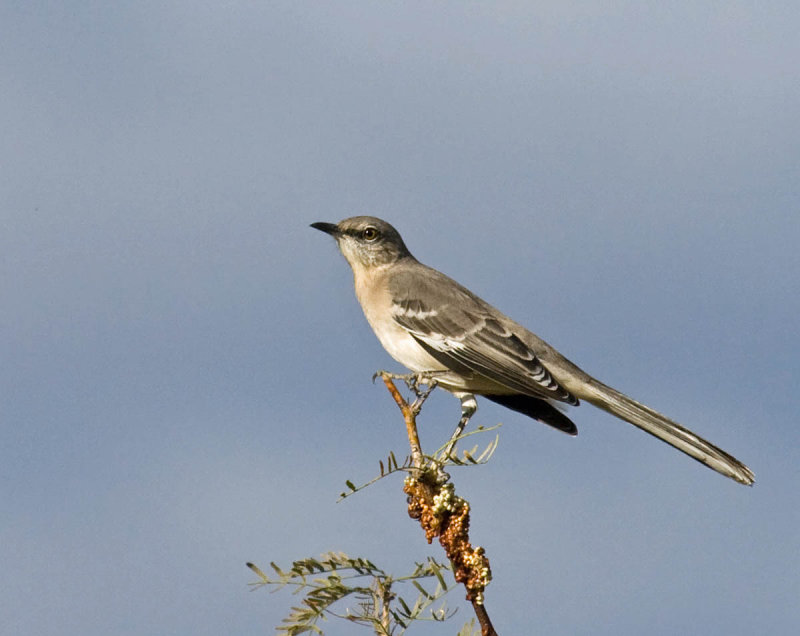 Northern Mockingbird