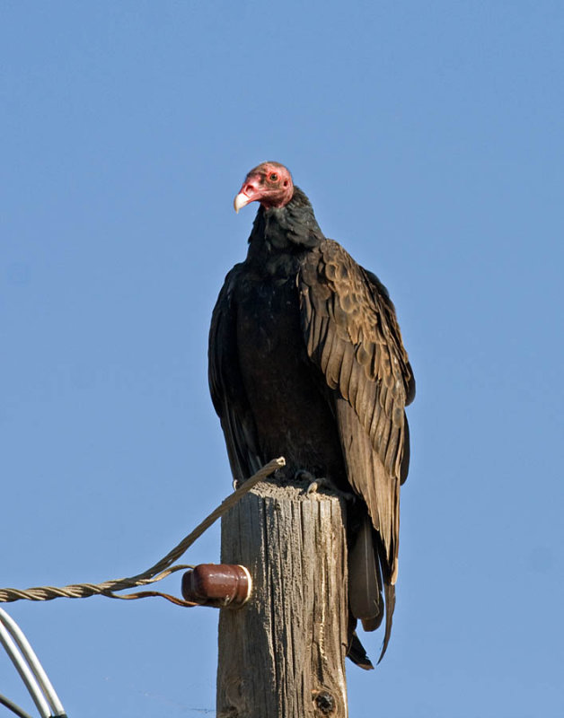 Turkey Vulture