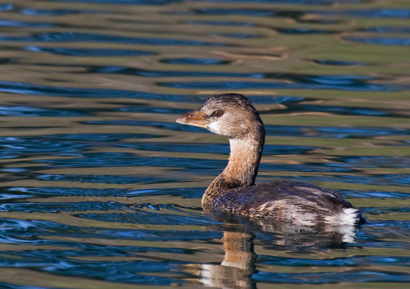 Pied-billed Grebe