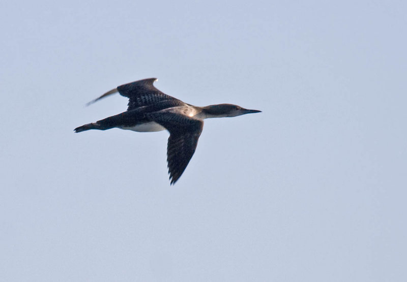 Pacific Loon