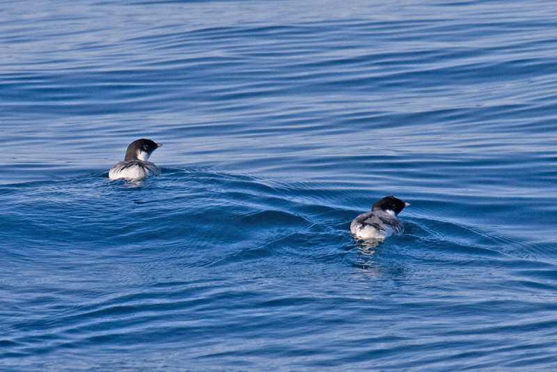 Ancient Murrelet