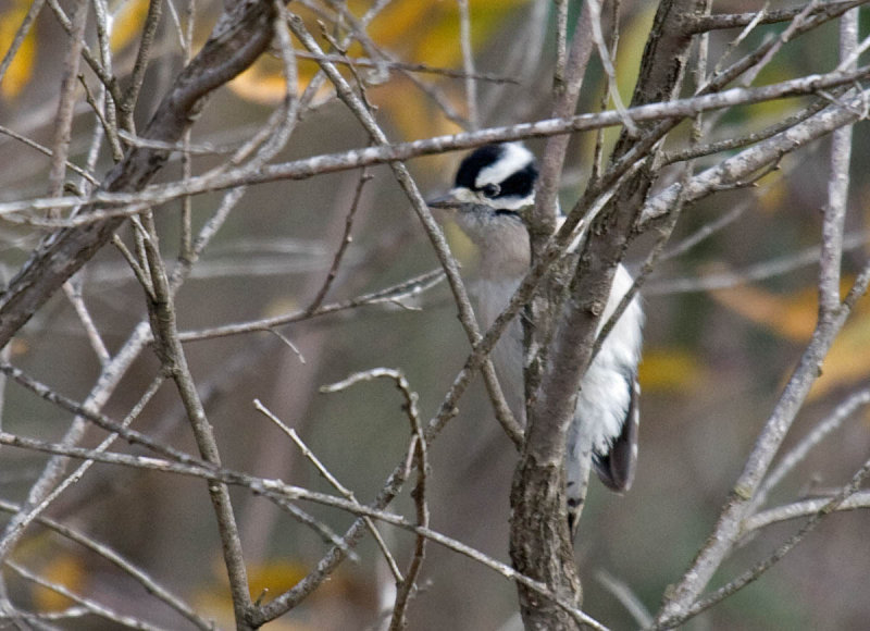 Downy Woodpecker