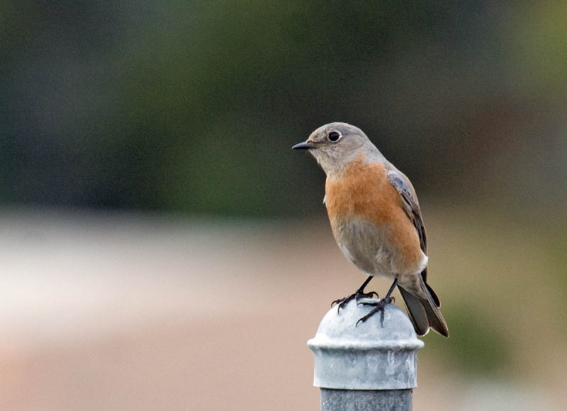 Western Bluebird