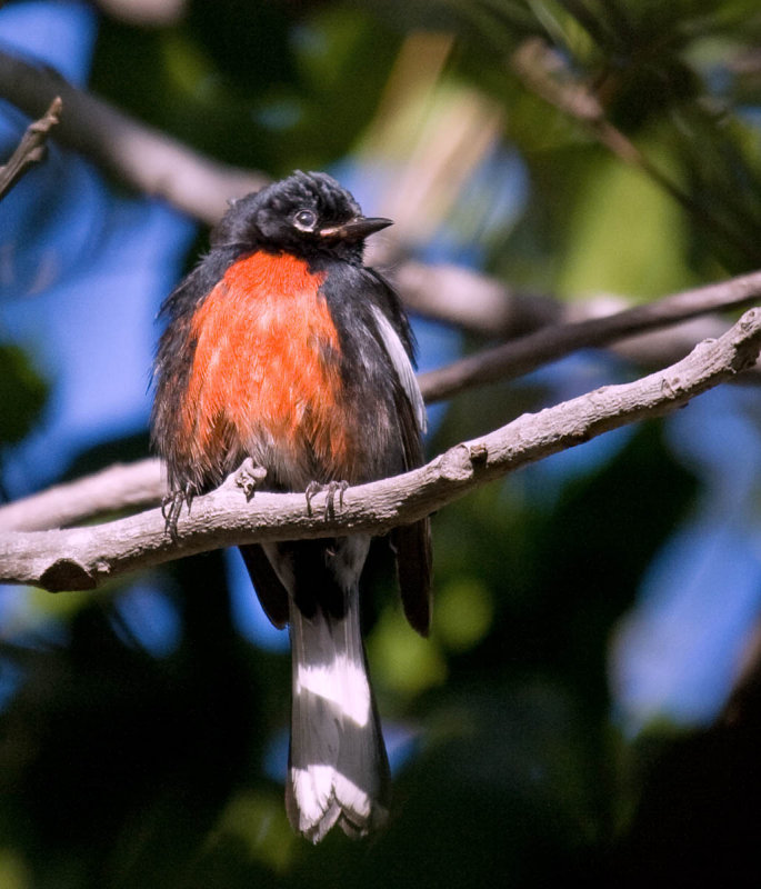 Painted Redstart