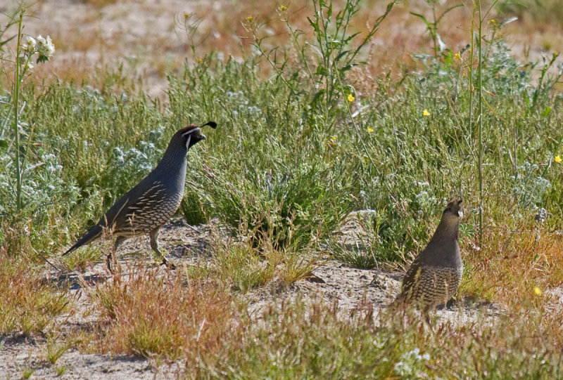 California Quail