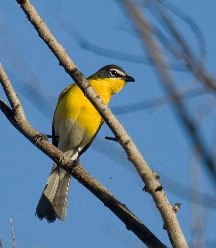 Yellow-breasted Chat