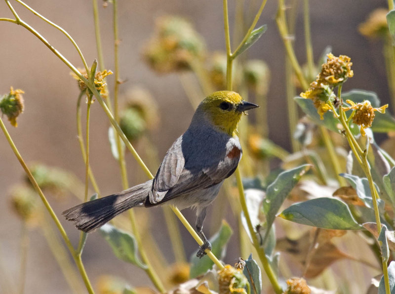 Verdin