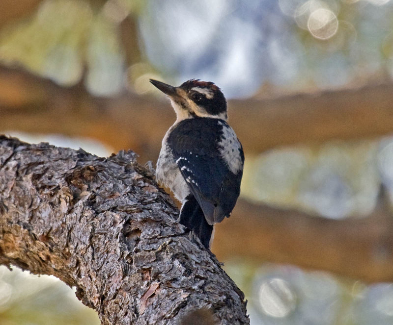 Hairy Woodpecker