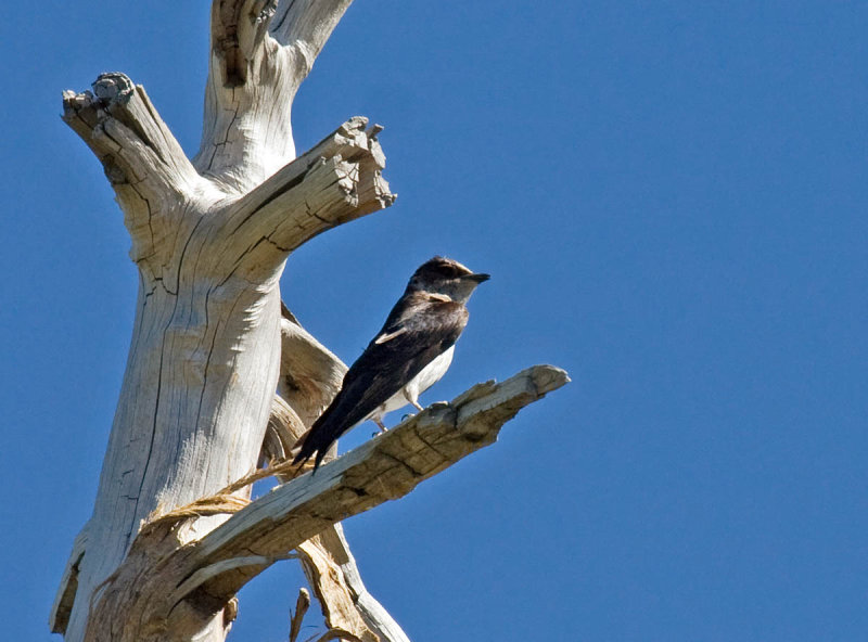 Purple Martin