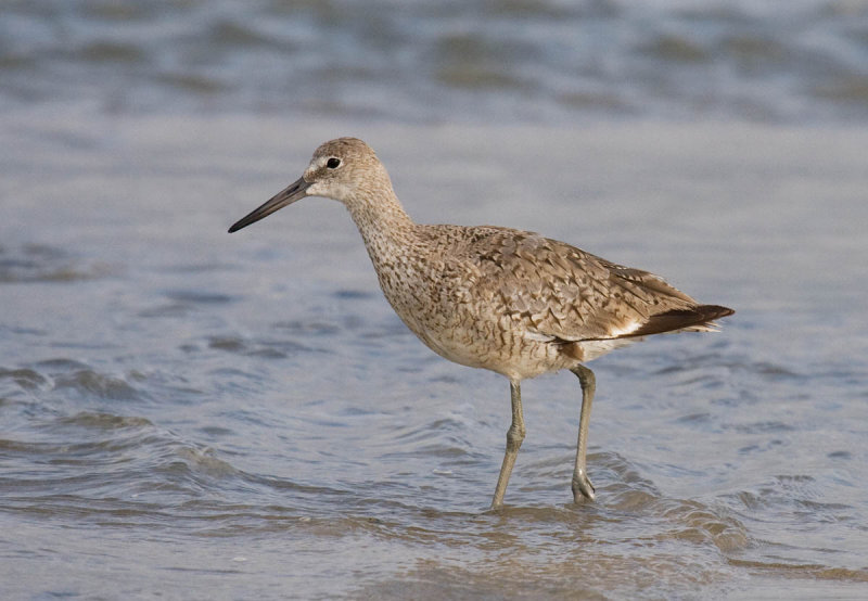 Willet