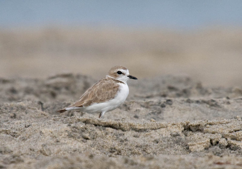 Snowy Plover