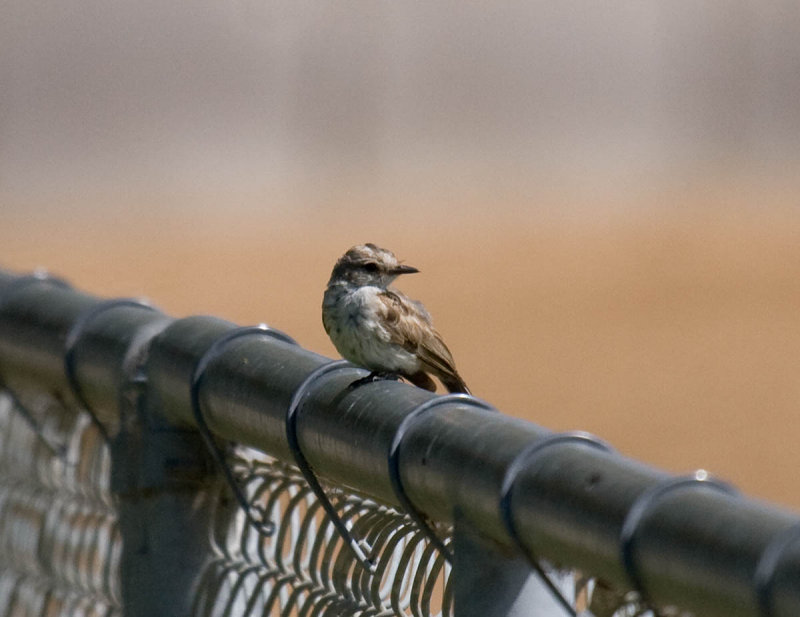 Vermilion Flycatcher