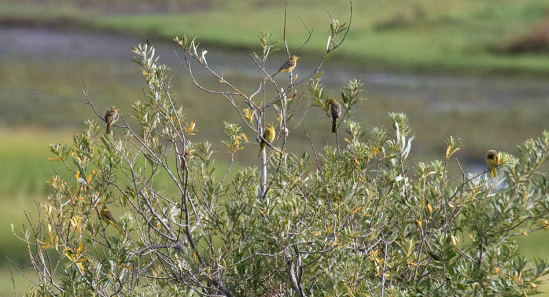 Hooded Oriole