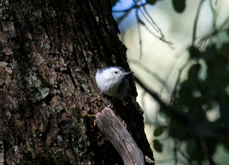 White-breasted Nuthatch