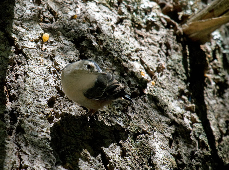 White-breasted Nuthatch