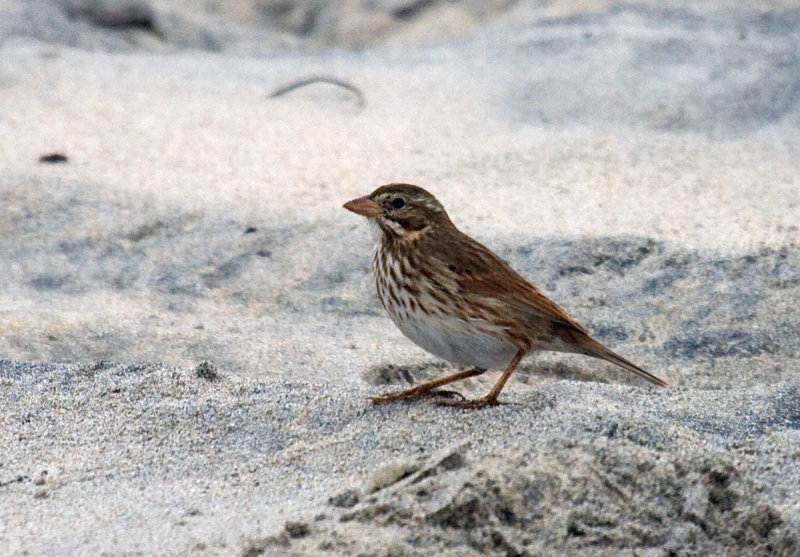 Large-billed Savannah Sparrow