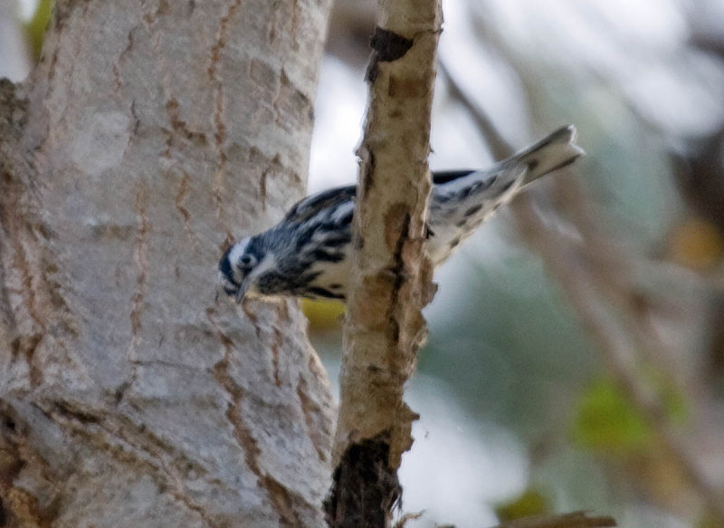 Black-and-white Warbler