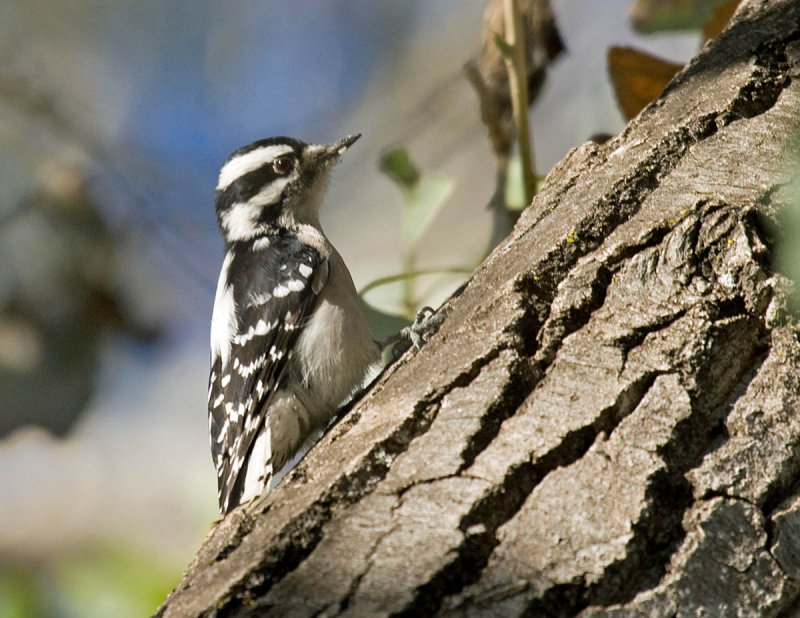 Downy Woodpecker