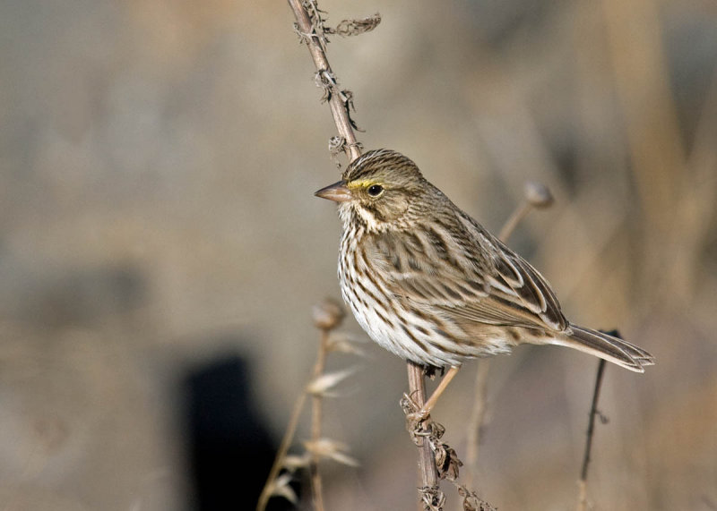 Savannah Sparrow