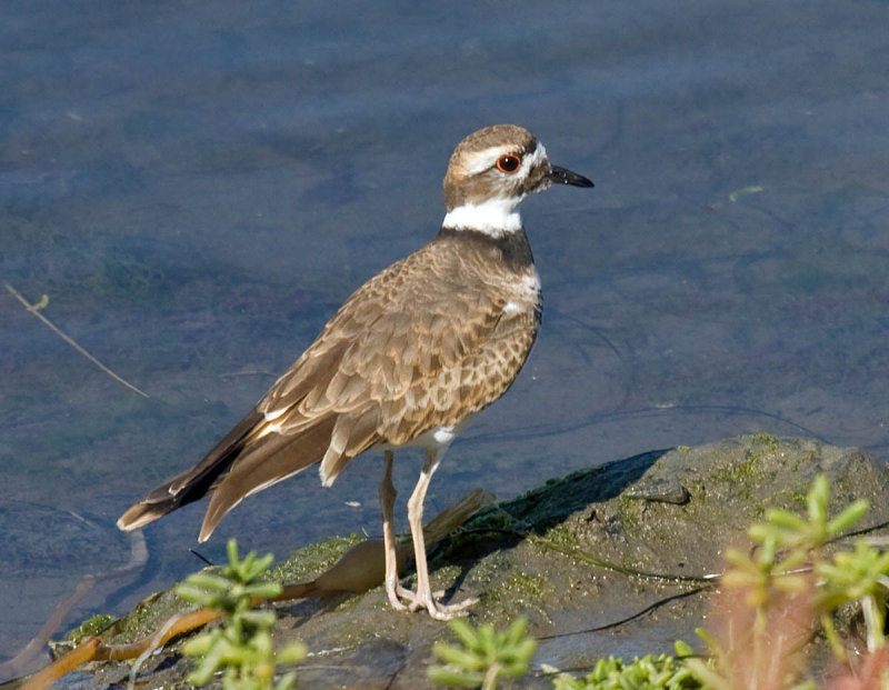 Killdeer