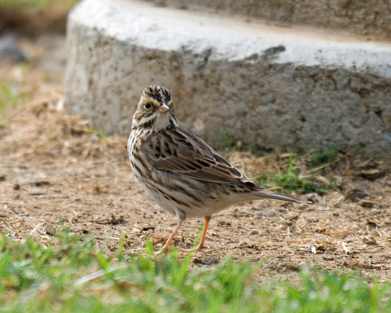 Savannah Sparrow