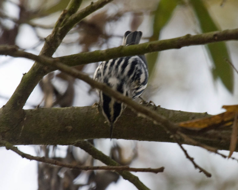 Black-and-white Warbler