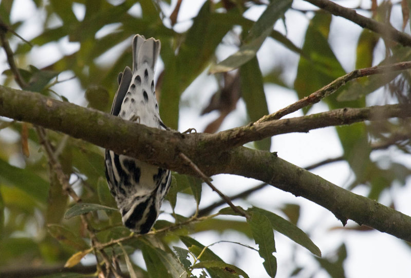 Black-and-white Warbler