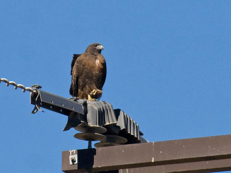 Red-tailed Hawk