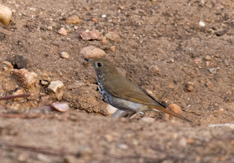 Hermit Thrush