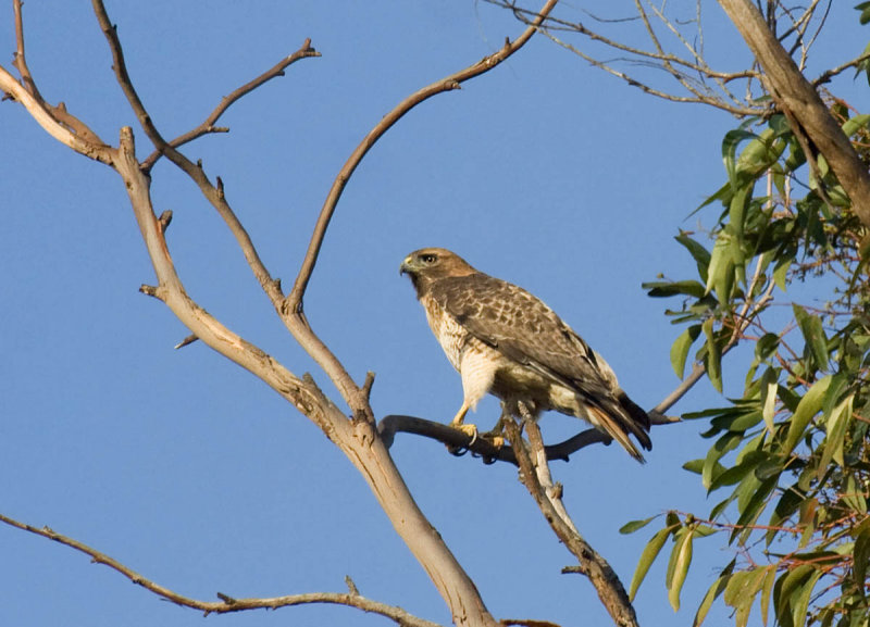 Red-tailed Hawk