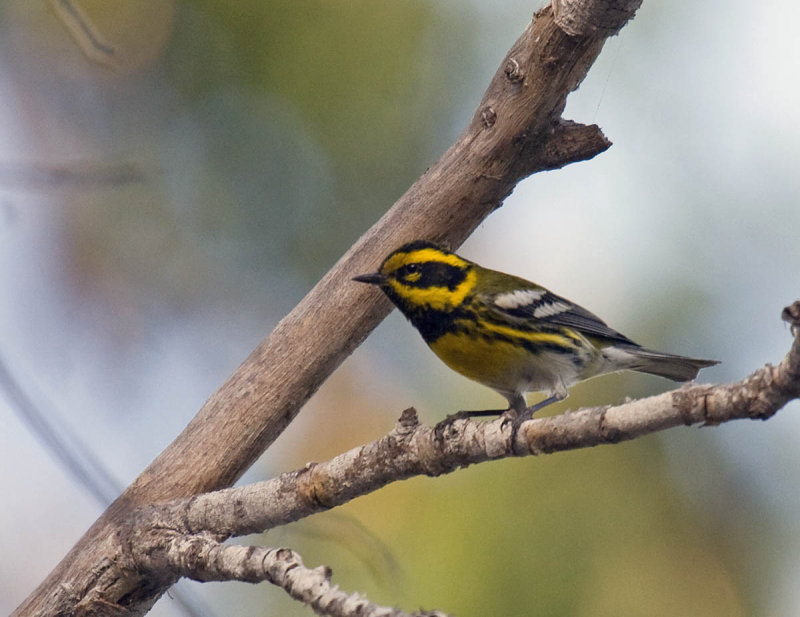 Townsends Warbler
