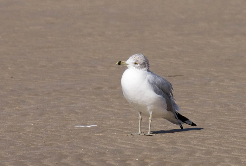 Ring-billed Gull