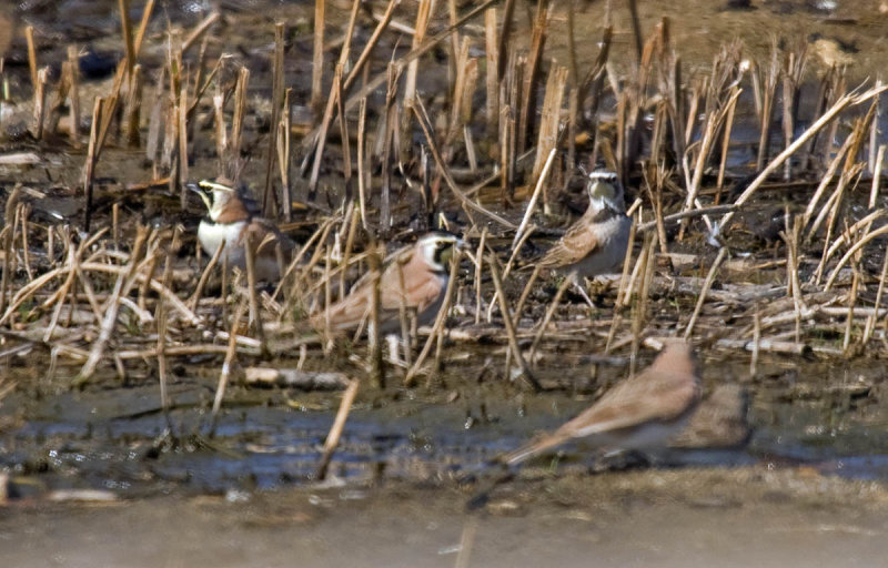Horned Lark