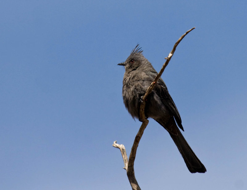 Phainopepla
