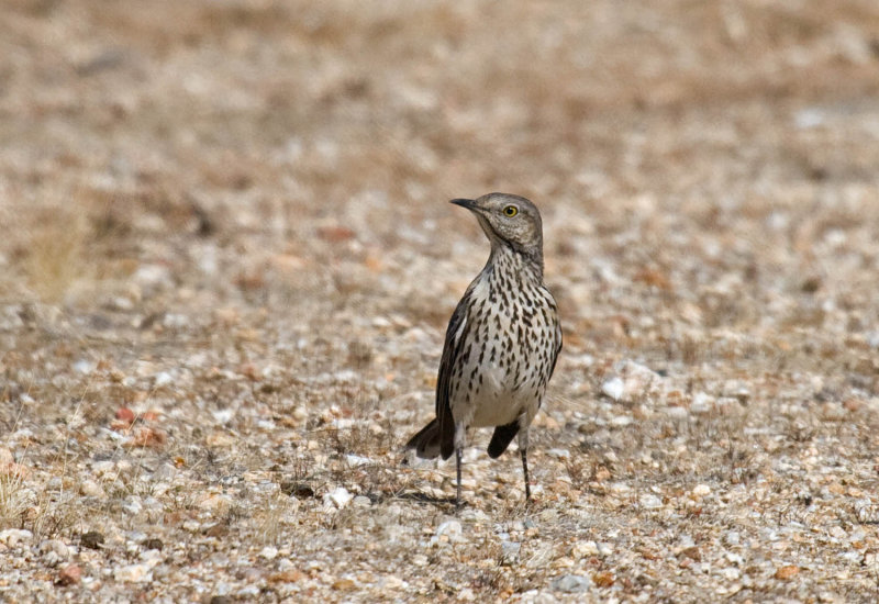 Sage Thrasher